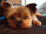 teacup yorkie